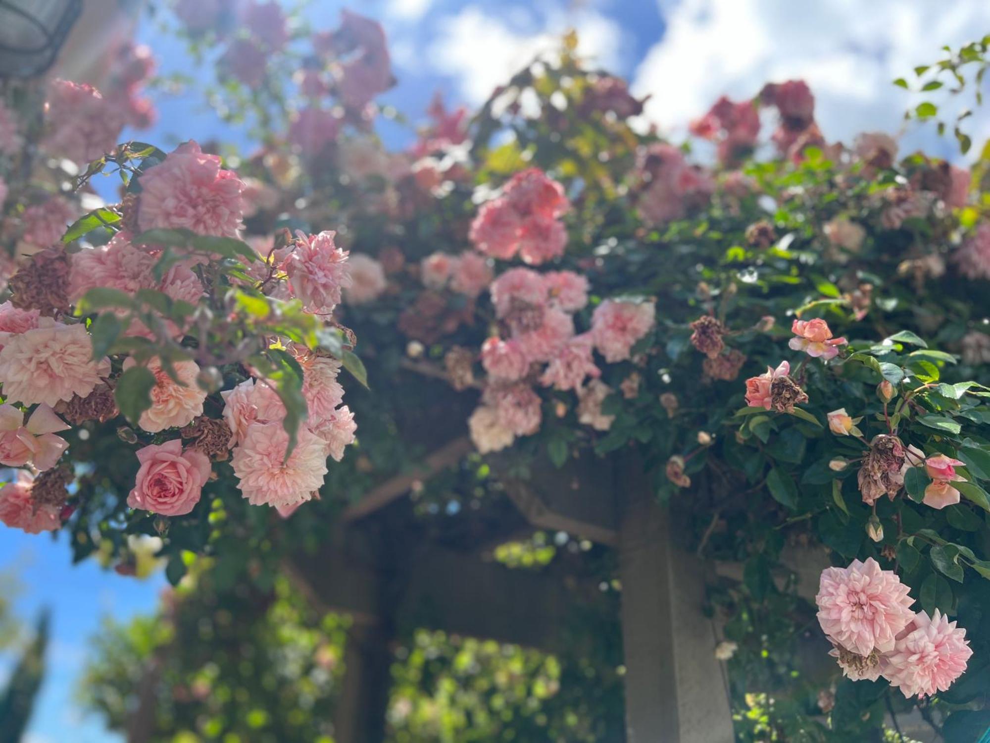 Pinot Villas Martinborough Dış mekan fotoğraf